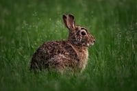 eastern-cottontail-9604011_1920